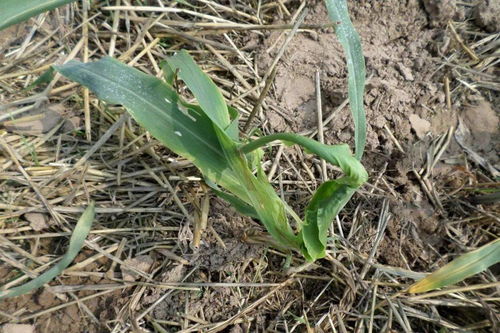 对高粱叶子的影响