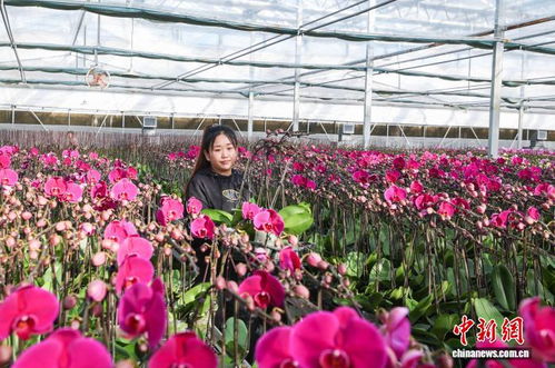 银川花卉市场探秘：花团锦簇的美丽世界