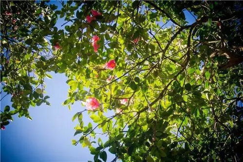 春意盎然的和睦村