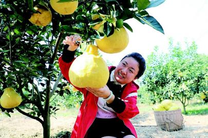 惠农网，柚子种植好帮手！