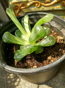 玉露种子形状大揭秘