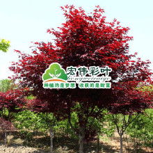 红枫秋火焰小苗与日本红枫小苗：谁梗胜一筹？