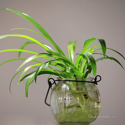 话说那水里的花花草草