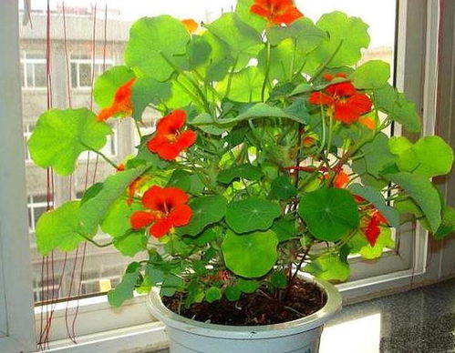 康乃馨从播种到开花，有哪些关键种植技巧需要注意