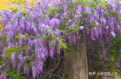 紫藤与蔷薇：实用与美观并存