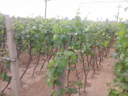 葡萄开花前那些事儿