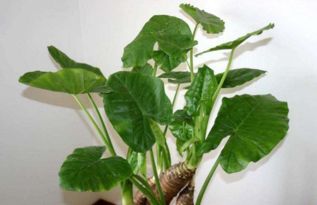 蒜香藤：这名字听起来就好香啊！