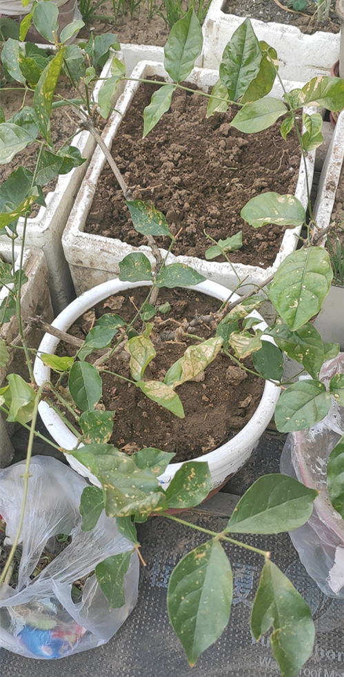 茉莉花冬天叶子干枯是什么原因导致的