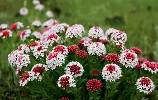 品种多多， 变变变