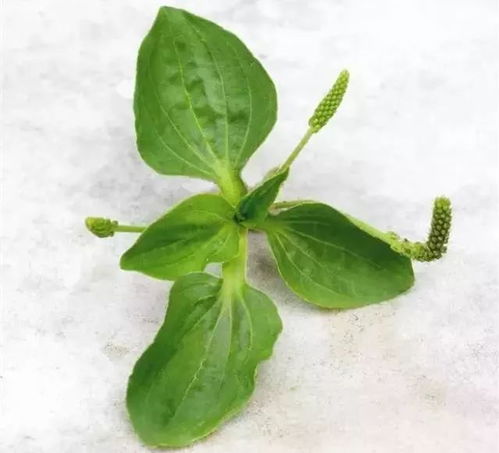 车前草：揭秘天然治疗猪病的神奇草药！