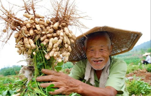 花生皮功效显著，护心抗衰