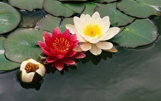 分株法，睡莲的繁殖之道