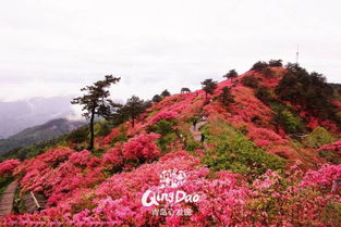 杜鹃花养护，打造美丽花园第一步
