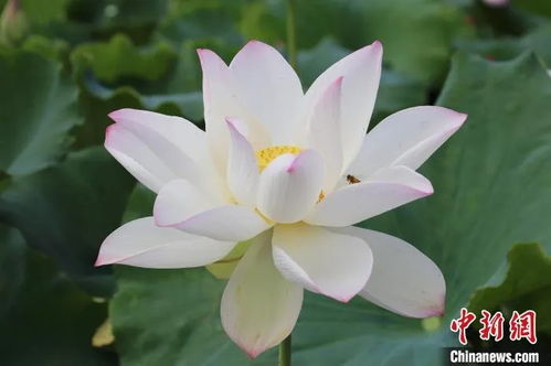 特玉莲怎么养才能绽放如莲？