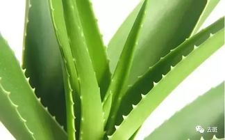冬季芦荟开花，揭秘绿色春天的神秘预兆