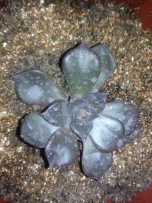 家里肉肉植物上白色蠕动虫子是什么？