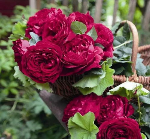 施肥补营养， 促进生长