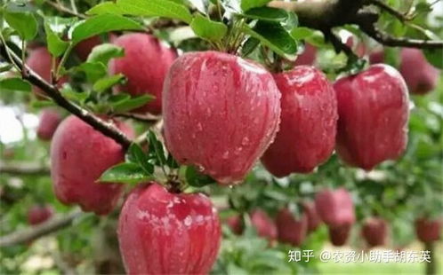 适合睡莲的肥料有哪些呢？