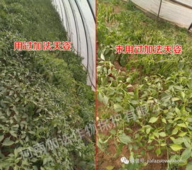 揭秘向阳植物：如何种植以增强农作物的生长力？
