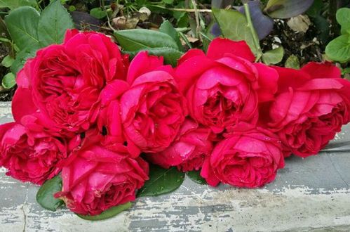 月季的直立性与装饰用途