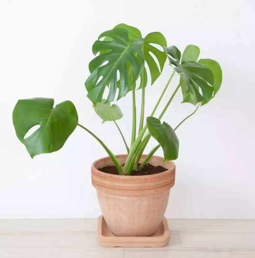 5. 朱蕉——红红火火