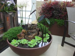 露天大水缸适合养水生植物？这些植物养在水缸里很美