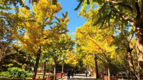 黄椅山， 火山之巅，红叶之海