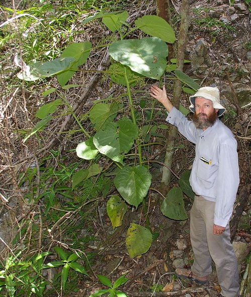 苹果树移栽，多菌灵怎么用？揭秘实用小技巧！