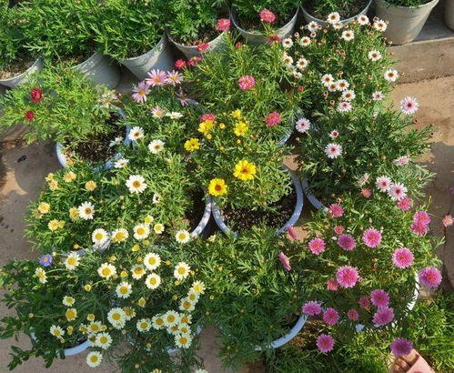 草本花海的魔力