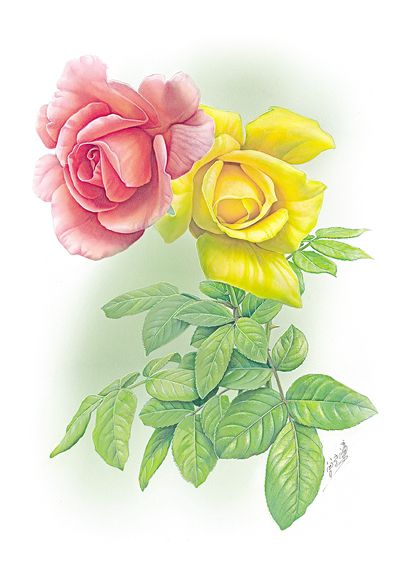 大花月季种植的甜蜜挑战：如何让它远离病虫害，绽放健康之美？