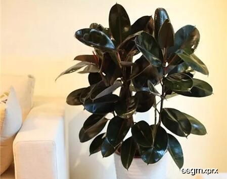 橡皮树修剪的最佳时间是什么时候？春季还是秋季更适合进行修剪