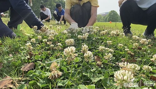 校园绿化草种特点