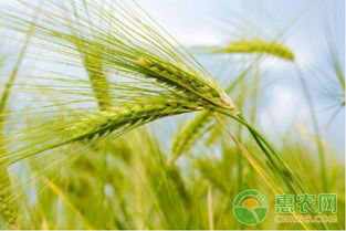 小麦成长关键期：3～5片叶