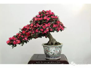 茶花老桩盆景如何修剪才能保持造型美观