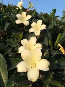 开红色茶梅，如何分辨双瓣与单瓣
