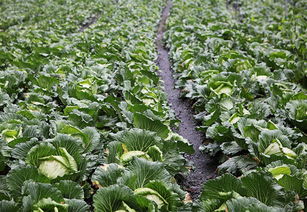 山地种植的牧草