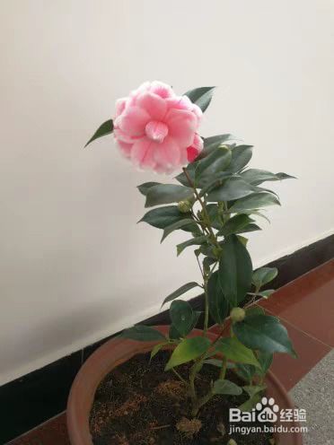 仙客来茶花如何摘除？保留花蕾