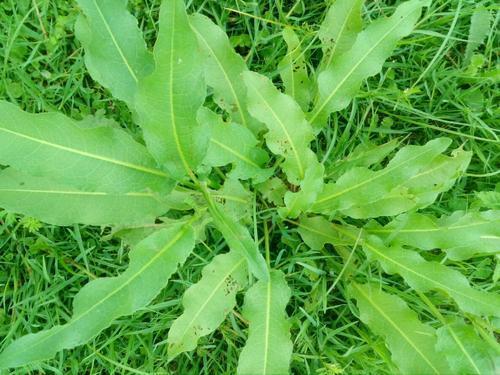 构树的生长特点与烦恼