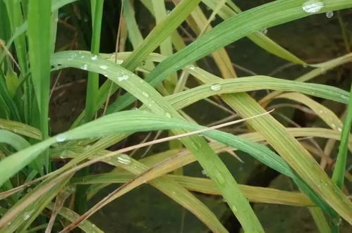 防治水稻钻心虫， 时机hen重要