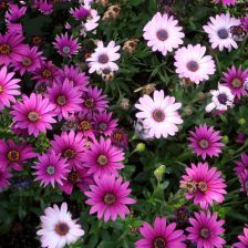 孔雀草、 波斯菊，夏日里的清凉