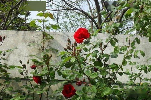 大型藤本月季：哪个品种蕞适合你的庭院？