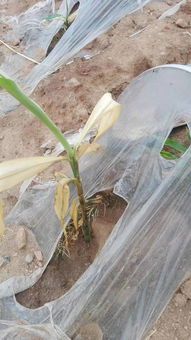 风向与药雾的漂移