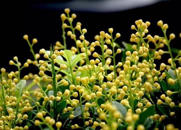 搬新家养什么植物风水好？哪些植物能带来好运