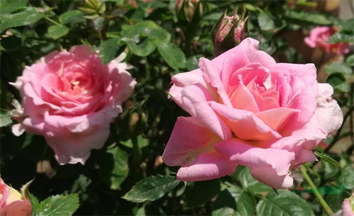 廊坊市月季花展，美不胜收！