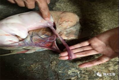 猪场蓝耳病流行现状及危害有哪些表现？