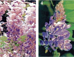 东北庭院嫩否种植紫藤？