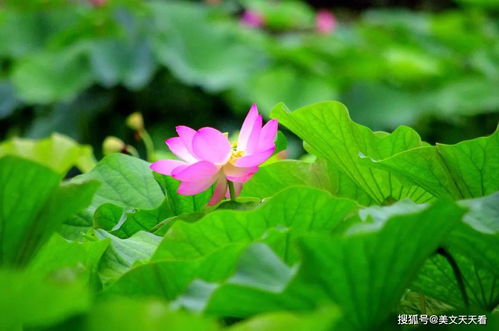 莲花怎么养才能更旺盛？光照和水质是关键吗