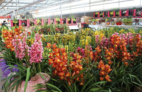 西安花卉市场大全：十大花卉市场简介