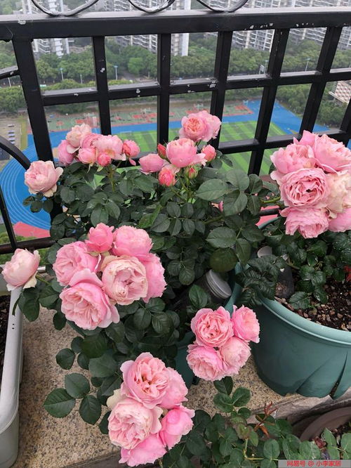 金奖章月季：橙黄或金黄色， 杯状高卷心花型