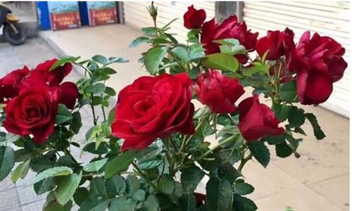 卡罗拉月季：切花界的明星